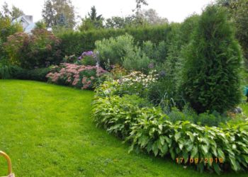 Põnevaid taimi aia või elupuuheki veerde