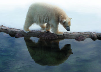 Õnn tuli jääkarude õuele