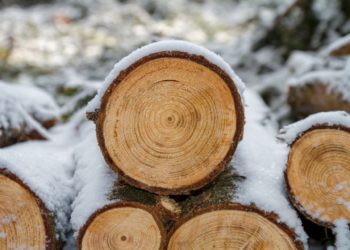 Puidu ja puittoodete eksport. Foto: Pixabay