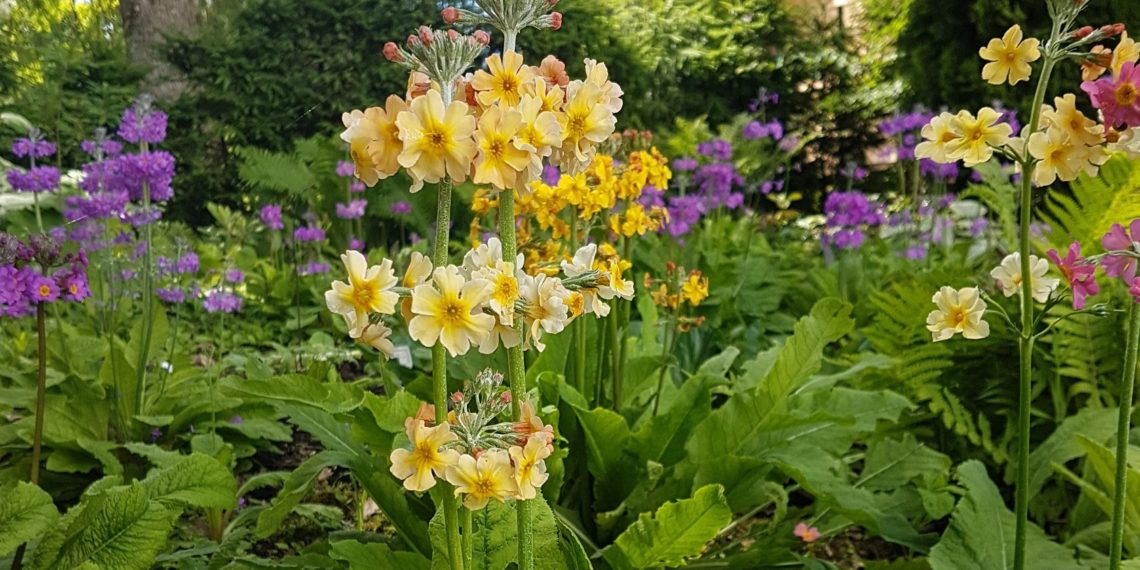 Varjuaed. Foto: lehterpriimula