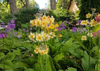 Varjuaed. Foto: lehterpriimula