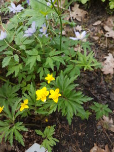 Foto: kollane ülane ´Pleniflora´