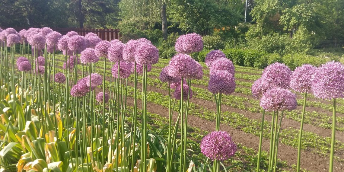 Aiatööd oktoobris. Kaks nädalat enne maa külmumist peaks lillesibulad mulda saama. Foto: Timo Panin