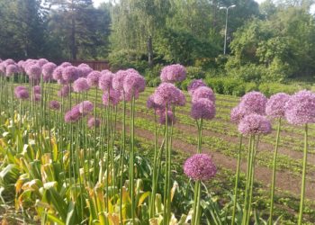 Aiatööd oktoobris. Kaks nädalat enne maa külmumist peaks lillesibulad mulda saama. Foto: Timo Panin