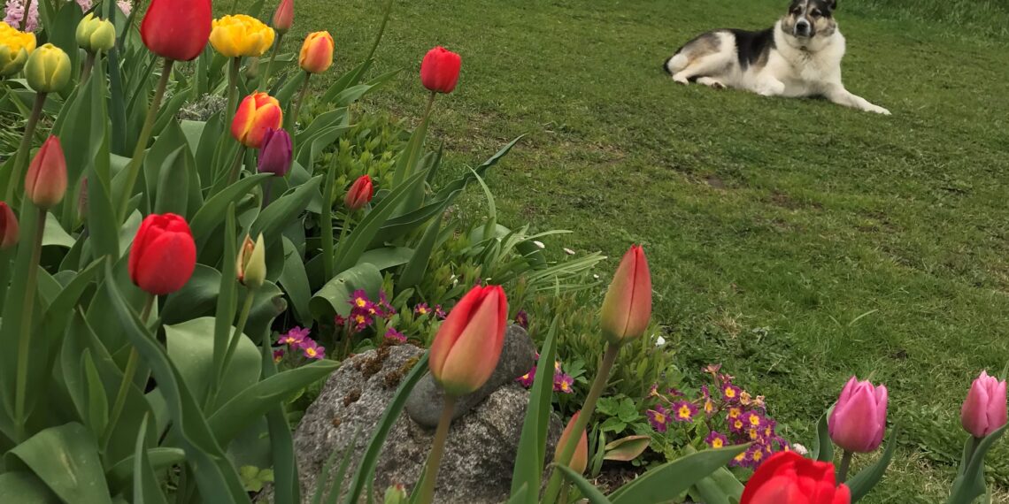 Sibullilled armastavad kohevamat ja kergemat ning hästi vett läbilaskvat mulda. Foto: Ants Uus