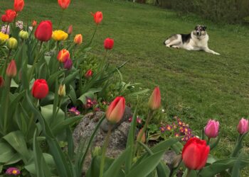 Sibullilled armastavad kohevamat ja kergemat ning hästi vett läbilaskvat mulda. Foto: Ants Uus