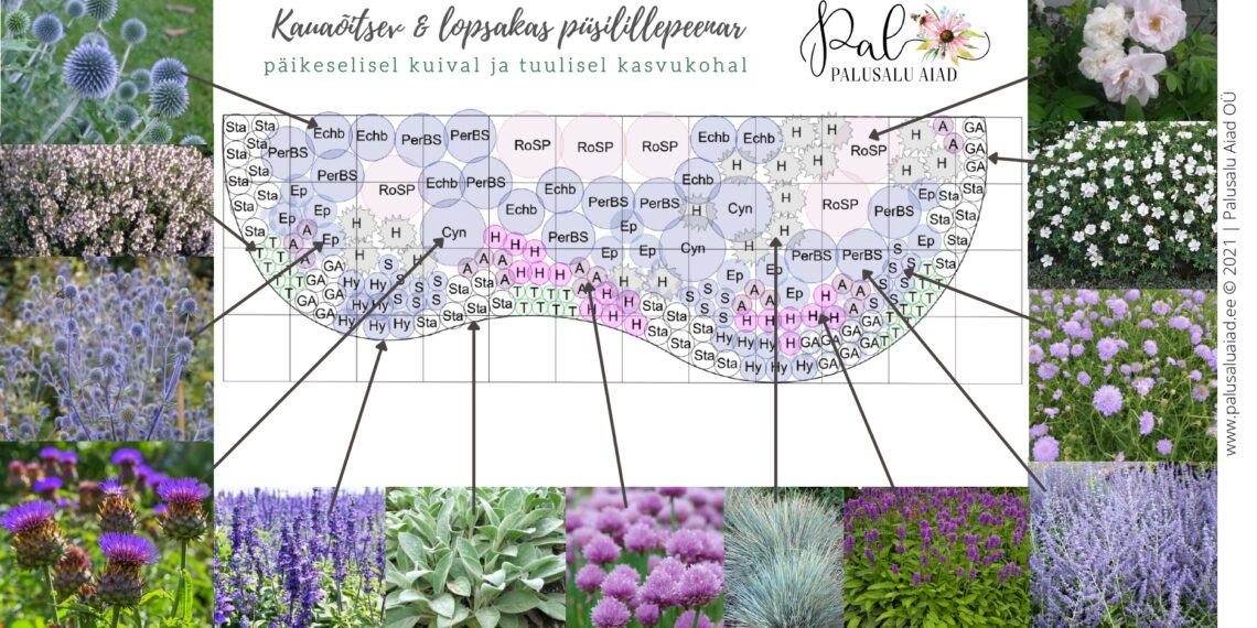 Püsilillepeenar. Foto: Maria Palusalu