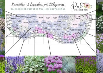 Püsilillepeenar. Foto: Maria Palusalu