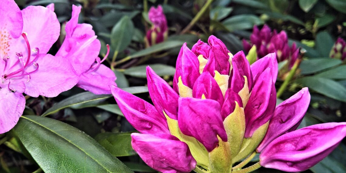 Rododendron. Foto: Urve Vilk