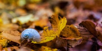 - Sügisel on õige aeg aiakahjuritele tuul alla teha. Neil, kes olid hädas kahjuritega, on sügis just õige aeg soovimatute külaliste vastu põrmustav lahing anda. Foto: Shutterstock