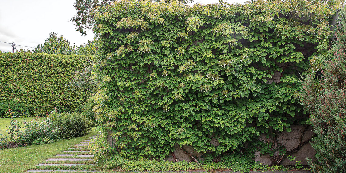 Aiandus: katame varjualused, seinad ja piirdeaiad taimedega. Ronitaimed aitavad katta pergolaid ja lehtlaid, mis näevad dekoratiivsed välja. Ronitaimedega varjatud müür on dekoratiivne. Foto: Tiit Koha
