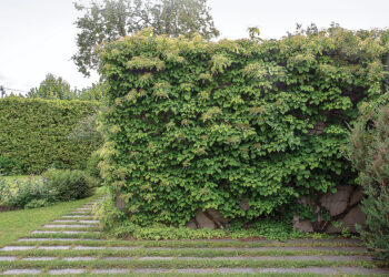 Aiandus: katame varjualused, seinad ja piirdeaiad taimedega. Ronitaimed aitavad katta pergolaid ja lehtlaid, mis näevad dekoratiivsed välja. Ronitaimedega varjatud müür on dekoratiivne. Foto: Tiit Koha