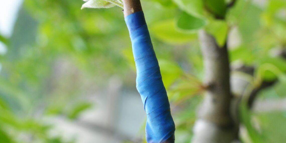 Viljapuu oksale poogitud uus sort. Foto: Shutterstock