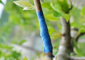 Viljapuu oksale poogitud uus sort. Foto: Shutterstock