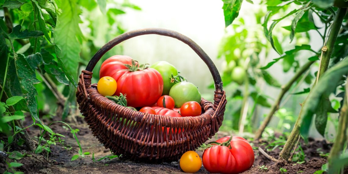 Tomati kasvatamine. Foto: Shutterstock