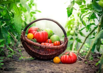 Tomati kasvatamine. Foto: Shutterstock