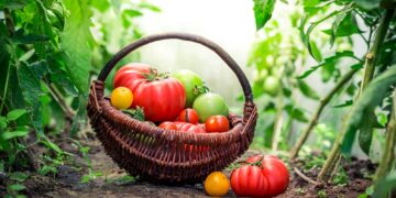 Tomati kasvatamine. Foto: Shutterstock