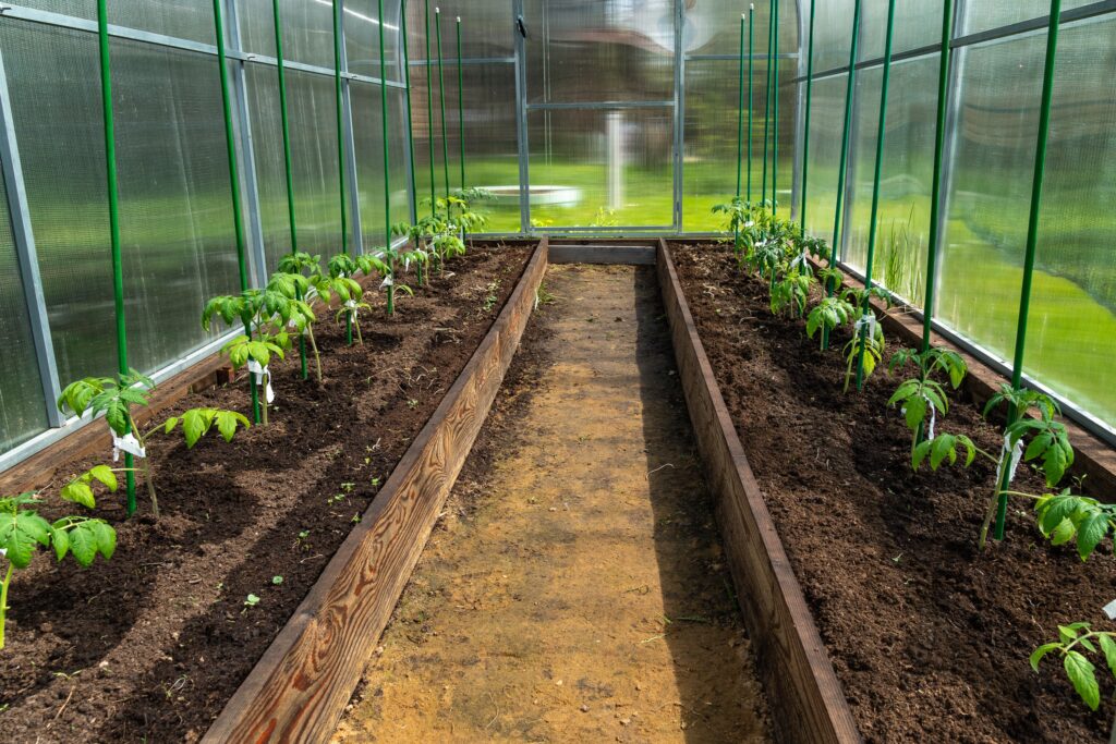 Tomati kasvatamine. Taimede istutamisel tuleks jälgida, et taimedel oleks piisavalt ruumi. Foto: Urve Vilk