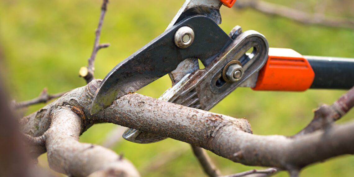 Märts-aprill on sobivad kuud viljapuude ja marjapõõsaste lõikamiseks. Foto: Shutterstock