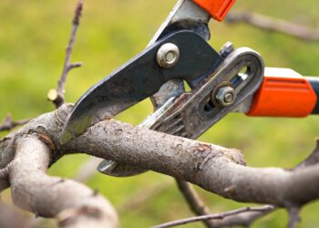 Märts-aprill on sobivad kuud viljapuude ja marjapõõsaste lõikamiseks. Foto: Shutterstock