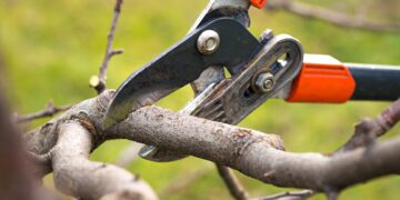 Märts-aprill on sobivad kuud viljapuude ja marjapõõsaste lõikamiseks. Foto: Shutterstock